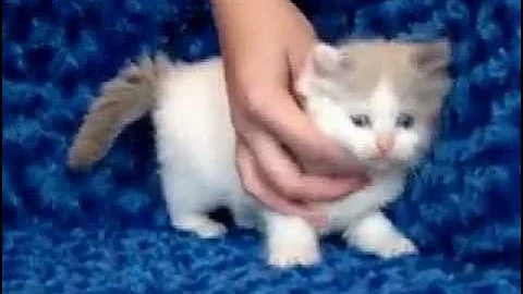 Video 1108231: mink kitten, bicolor mink, blue bicolor kitten, blue male kitten, kitten adoption