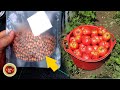 This is best fertilizer for tomatoes plant it now  gardening