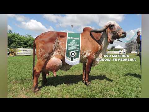 LOTE 12   LUMINARIA FIV DO LINO LINO 189