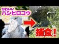 超かわいいハシビロコウが…！？ のいち動物公園を楽しみまくってきた！