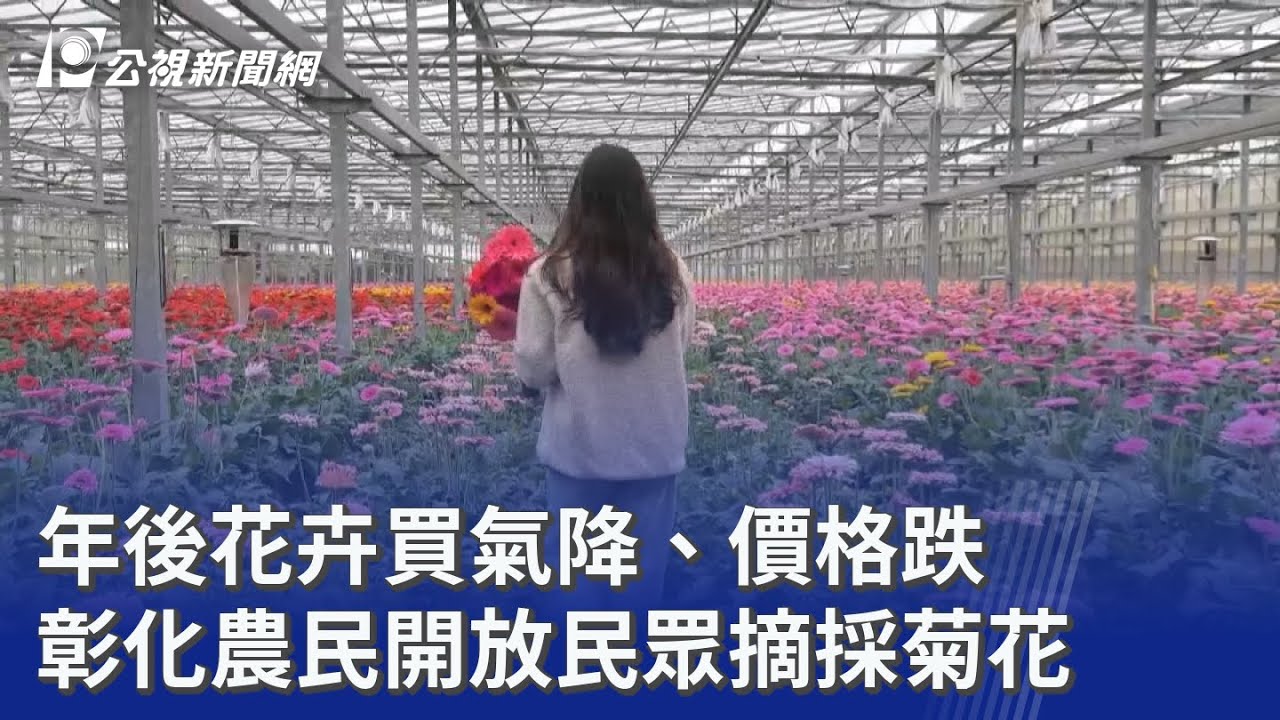 年後花卉買氣降、價格跌 彰化農民開放民眾摘採菊花｜20260228 公視晚間新聞