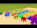 Animals warna warni 😀DARI TELUR WARNA WARNI BERUBAH MENJADI ANIMALS 😀