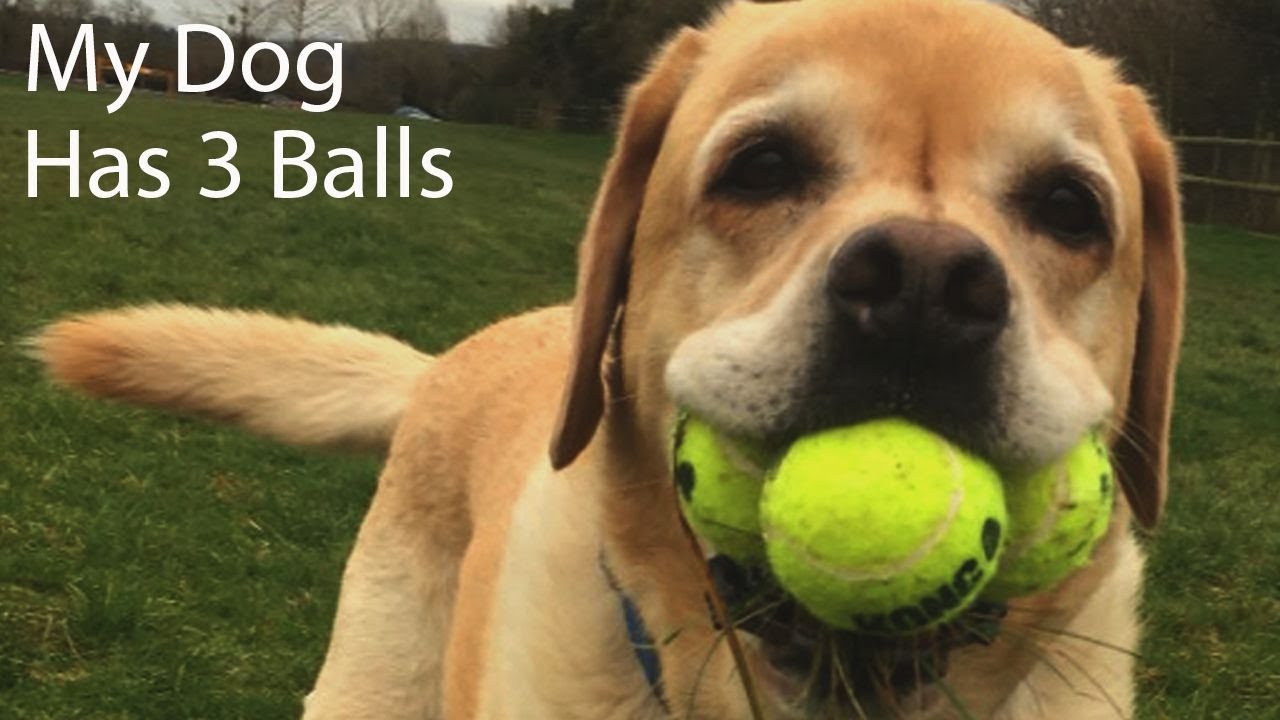 My Dog Has 3 Balls YouTube