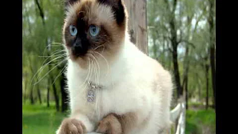 Watch the video about List of asian cat breeds