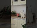 Sábado de preguiça nossa e deles #decoração #pets #gato #cachorro #apartamento #dogs