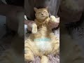 【猫ダンス🐾/悠馬(コムドット)look at the sea】みんな夏は満喫してる？ #cat #猫 #shorts
