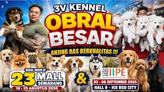 Obral Besar Anjing Ras Di 3V Kennel