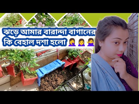 আমার বারান্দা বাগানের এ কি বেহাল দশা হলো || যারা বারান্দায় বাগান তৈরি করবেন তারা সাবধান হয়ে যান ||