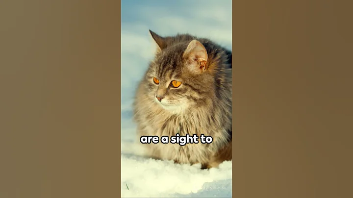 Watch the video about Siberian Cat Fun Facts