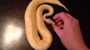 Candy Ball Python Project!
