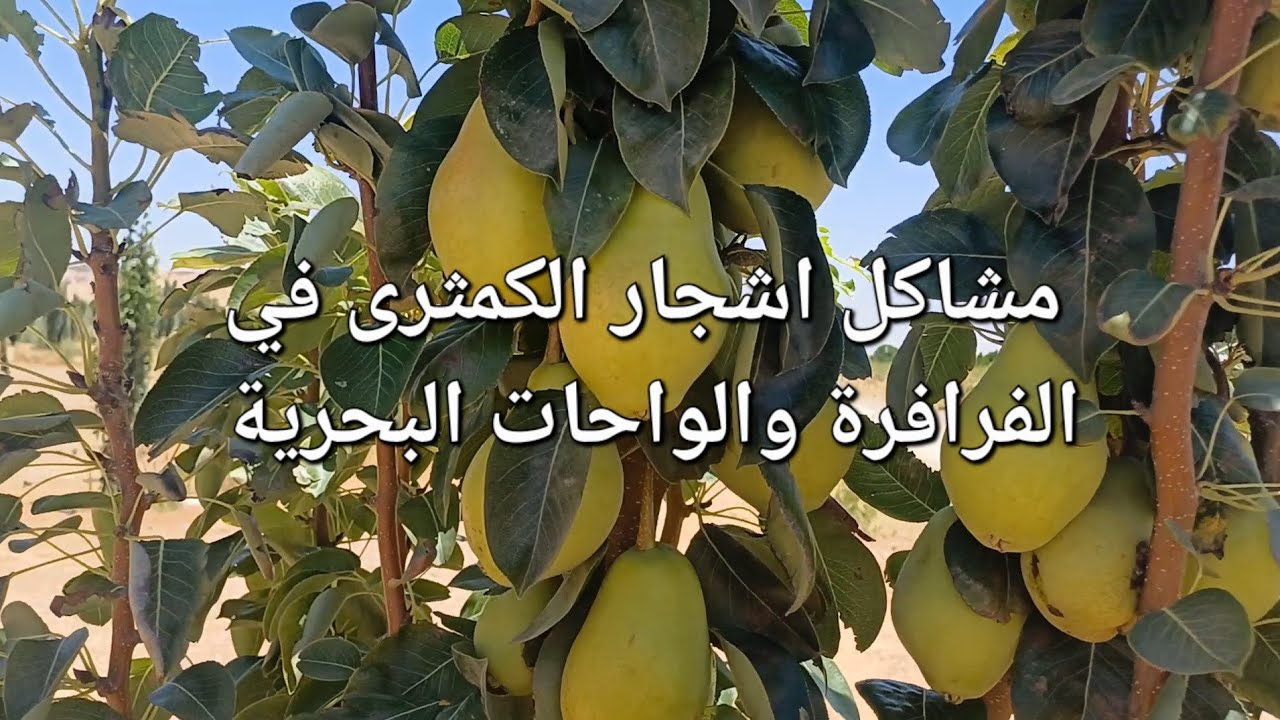 بعض الأخطاء في اشجار الكمثرى تؤدي إلى نتائج كارثية