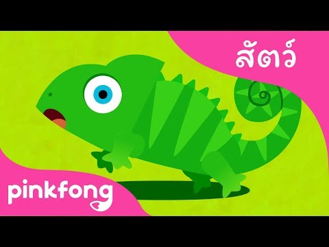 ซ่อนหา | เพลงสัตว์ | พิ้งฟอง(Pinkfong) เพลงและนิทาน
