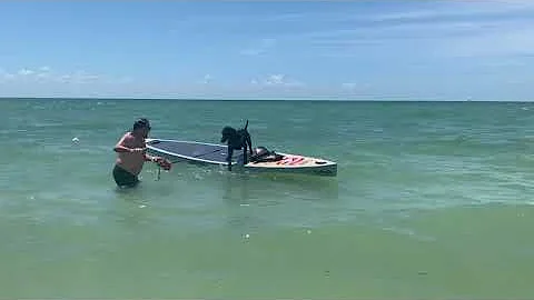 Our dog sitting on a paddle board.