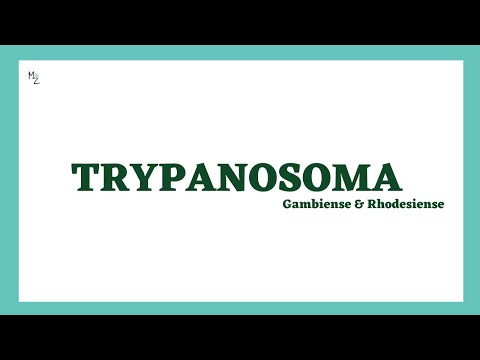 Trypanosoma brucei gambiense & rhodesiense | بیماری خواب آفریقایی | چرخه زندگی | MEDZUKHRUF