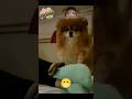 Perrito bonito y bien ca...ito #perrito #humor #caras #diversion