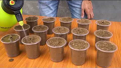 Growing watermelon from seed hanging in hammock for beginners, Fruit is big and sweet