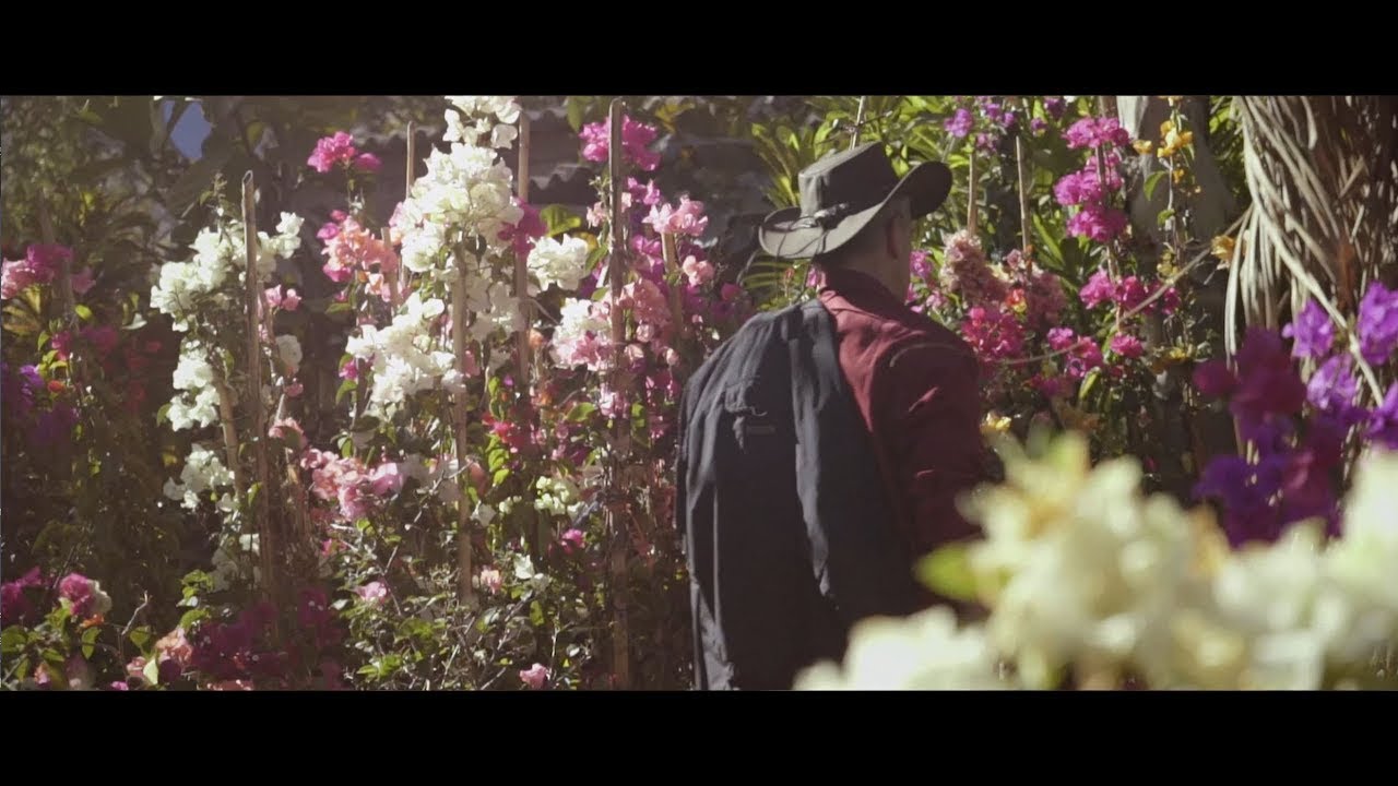 Von Hamburg nach Mexiko, Pflanzmich holt die schönsten Pflanzen und bringt Ihnen exotische Frische