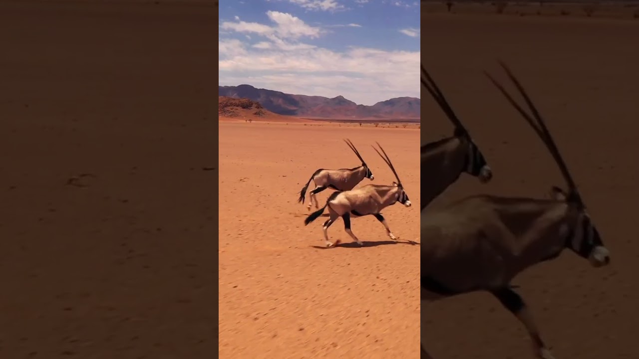 Desert Safri, Scenin Relaxing Film Short : 🍀🛣️🌊🎑☺️