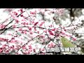 【沖縄民謡】恋ぬ花 唄三線の練習日記♬