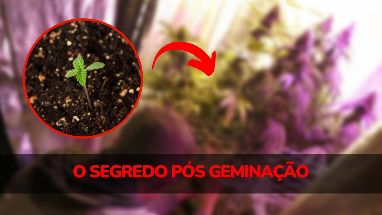 O que fazer depois da germinação - YouTube