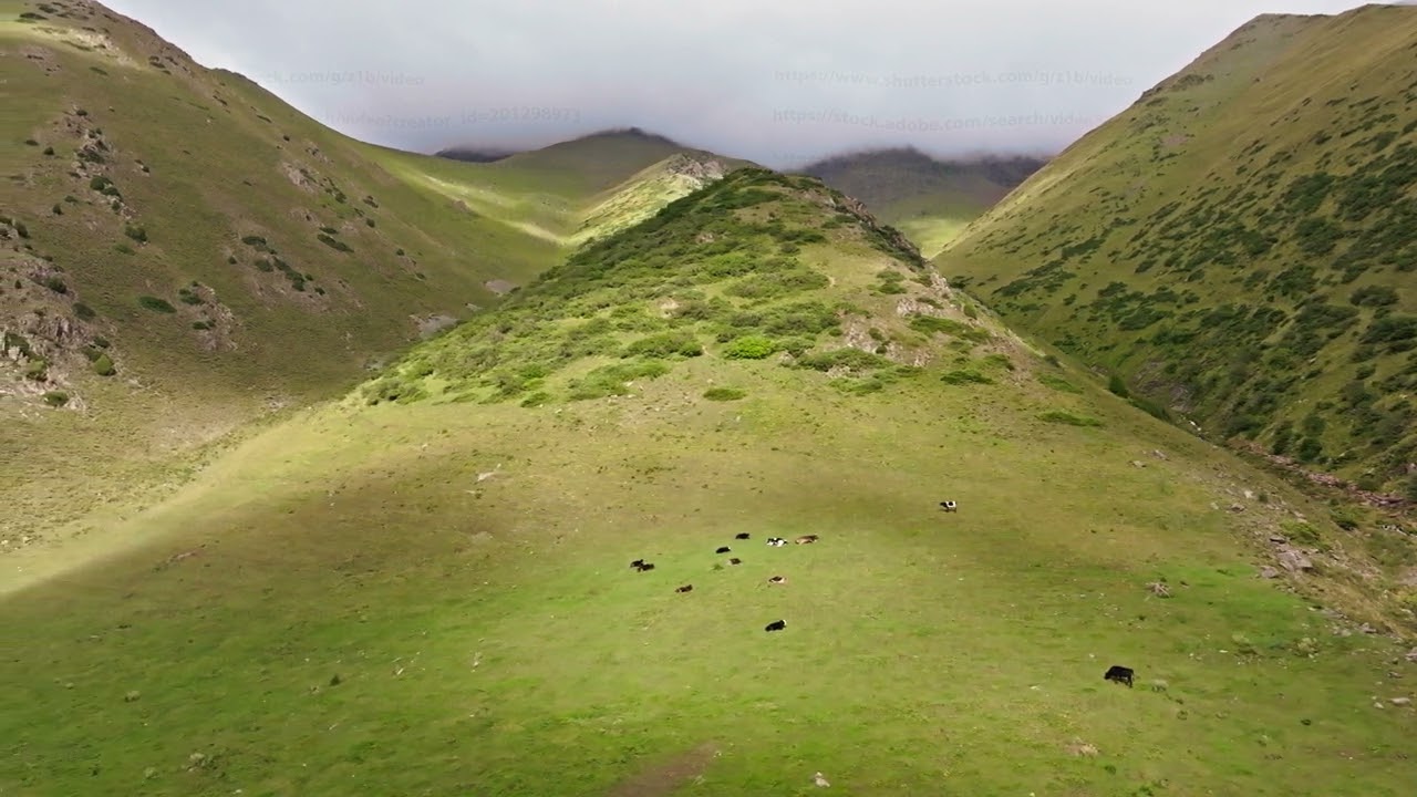 Aerial View of Cows Resting on Jailoo pasture slope in Mountain Valley