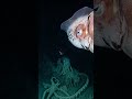 🦑 Giant Squid POV descending into pitch-black abyssal zones where unknown creatures lurk #shortsfeed