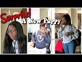 Surprising Our Kids With A New Puppy | Family Vlogs | JaVlogs