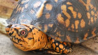 Eastern Box Turtles - Information and Care