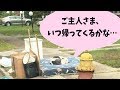 引越しの粗大ゴミと一緒に捨てられた犬!その行動に感動・・・