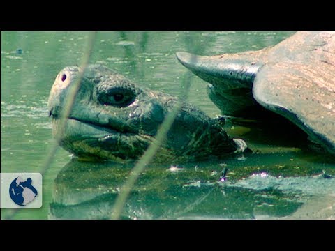 Galapagos Islands: Origin and Life - Full Documentary