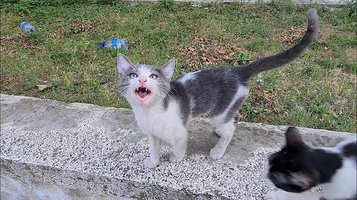 Watch the video about Cute mother cat and kitten meow loudly because they are hungry.