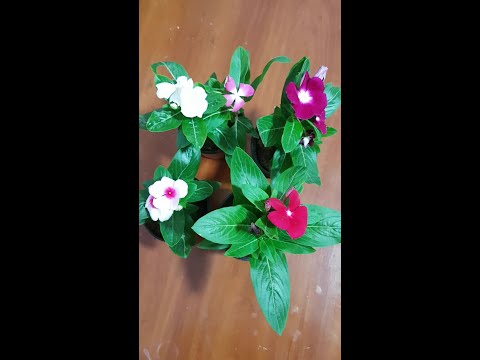 Vidéo: Comment Prendre Soin D'une Fleur D'intérieur Pervenche