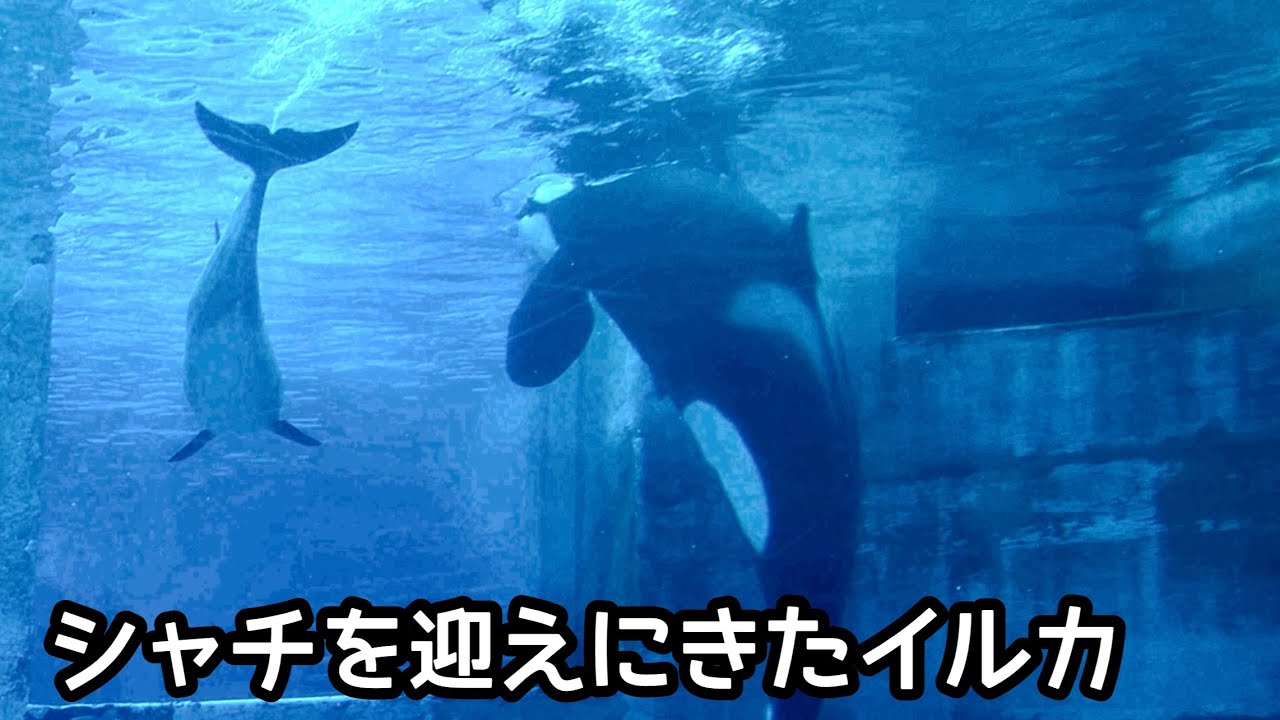 【中古】 熱闘ジャングルアイランド 究極のアジアで七転八倒突き抜けるほどのバカが行く！/青春出版社/岡崎大五 シャチのリンちゃんを迎えにきたイルカ【名古屋港水族館】Killer whale