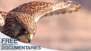 Avian Hunters  Foraging from the bird's eye view