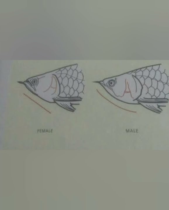 How to identify the gender of arowana fish