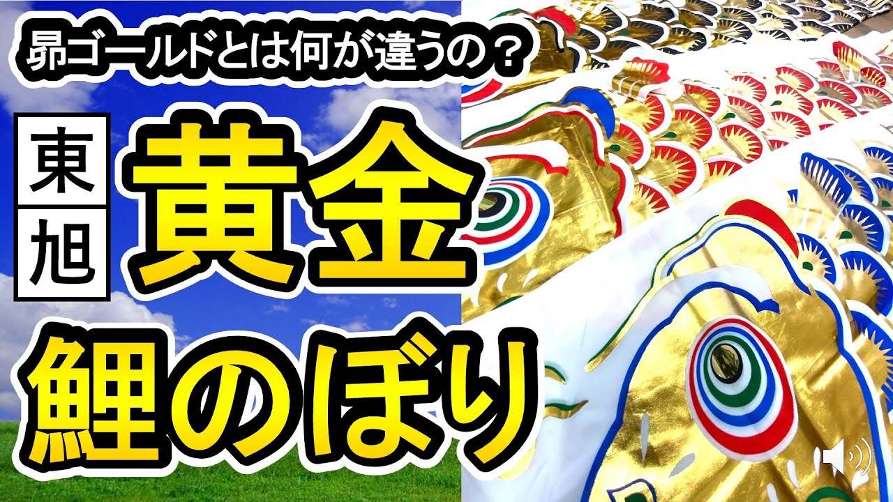 鯉のぼり 八幡太郎セット 三色 六点セット ゴールド金太郎付き 黄金鯉のぼり 鯉のぼり 金色 鯉のぼり 八幡太郎セット 三色 六点セット