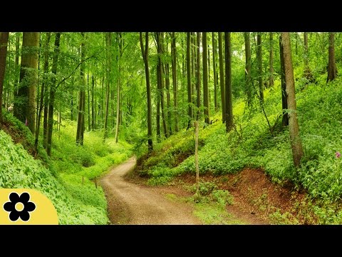 Studying Music For Concentration, Music For Stress Relief, Brain Power, Study, Focus, Relax, ✿2561C