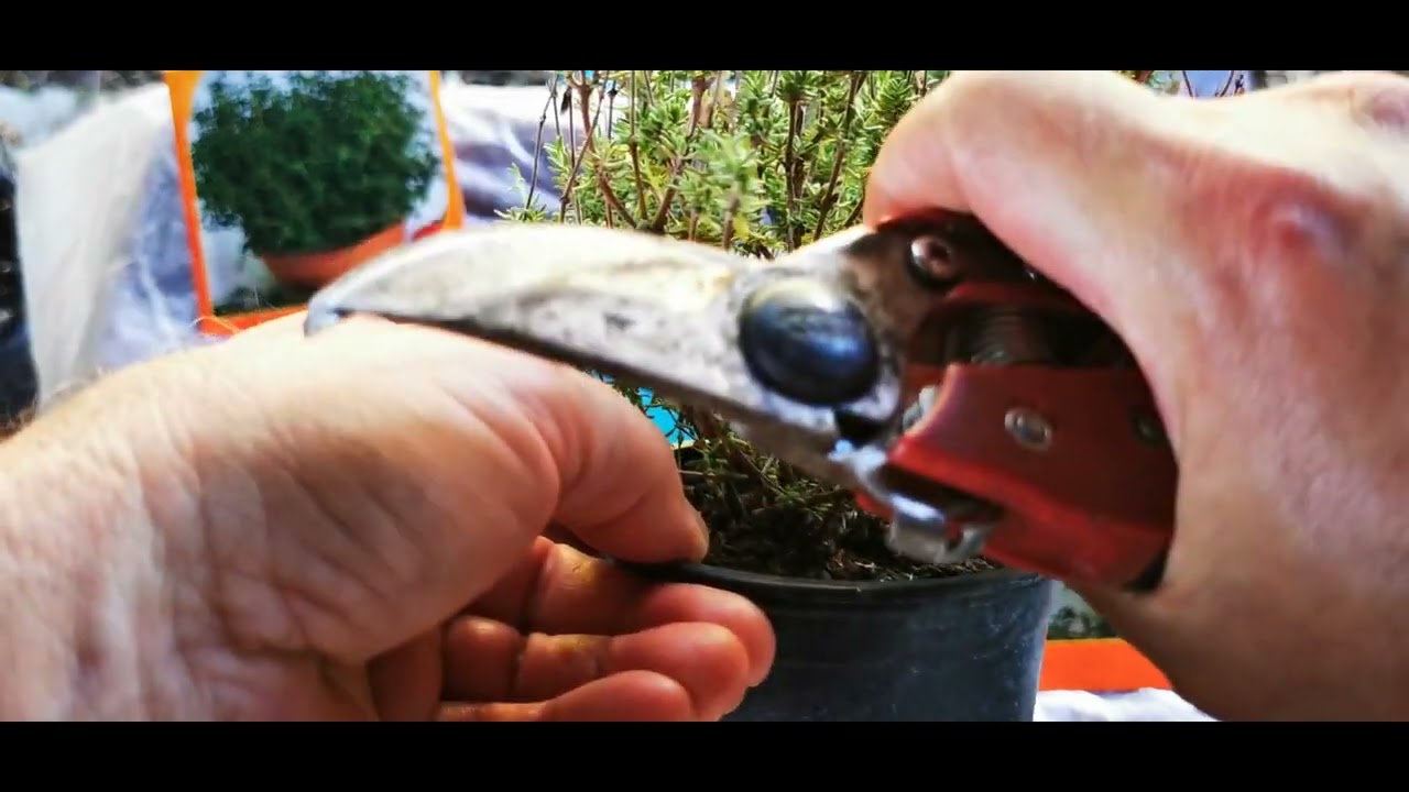 καλλιέργεια θυμαριού