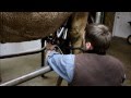 www.camelmilkforsale.com Milking Tour part one  2 2014 HD