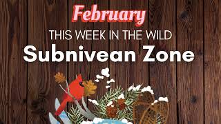 Subnivean zone | February 2023 | This Week in the Wild | S3E11