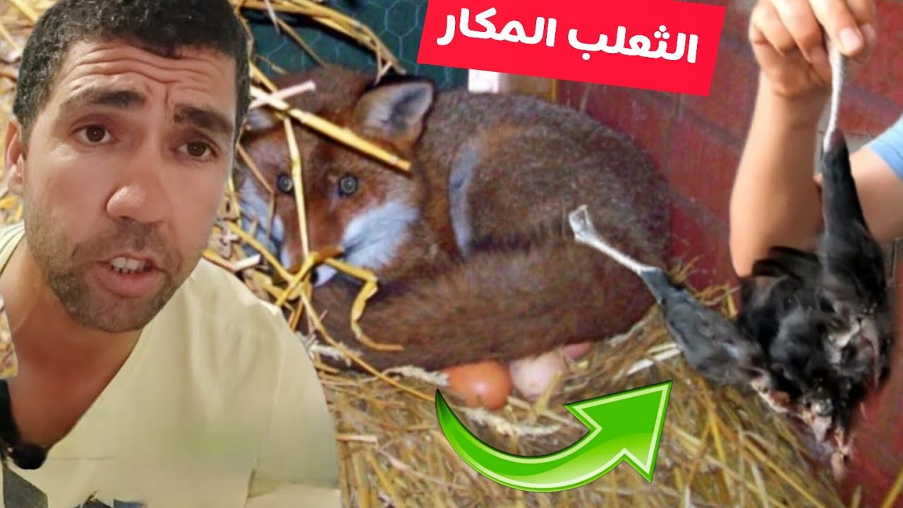 ثعلب قتل جميع الحيوانات في مزرعة