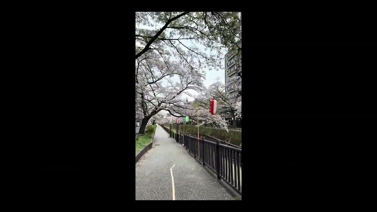 今年も多摩センター近くの桜満開🌸でした