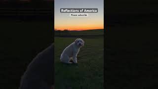 Peepers & the Pup in Upstate NY #Spring #Peepers #Country #UpStateNY #AussieDoodle