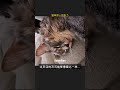 猫咪惊人的听力 #Shorts