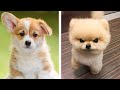 Cute puppies doing funny things  cutest puppies in the worlds  cute puppies