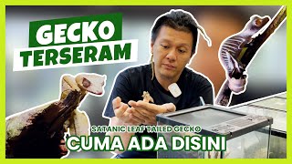 SATANIC GECKO || The Most Iconic Gecko