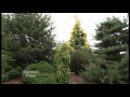 Conifer Garden