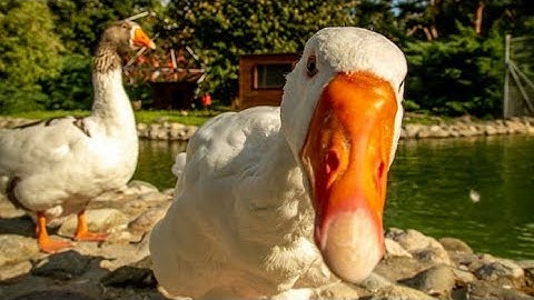 Happiness is a gosling recognizing you and running 🐥🐣🍁l swan duck goose l gosselin family 2023 l