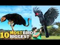 Top 10 Biggest Birds In The World | Top 10 Biggest Birds | 10 Most Biggest Birds In The World