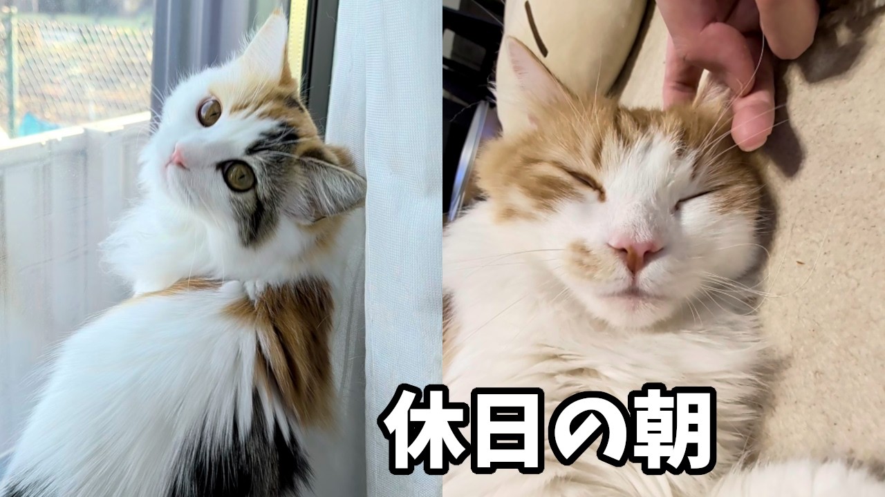 4匹の猫と過ごす休日の朝は甘えん坊で幸せでした